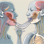 how does glossopharyngeal nerve enter the cranium